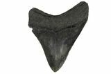 Fossil Megalodon Tooth - Georgia #144290-1
